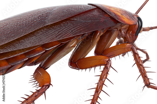 Slika na platnu Cockroach bug american creature urban animal, close view