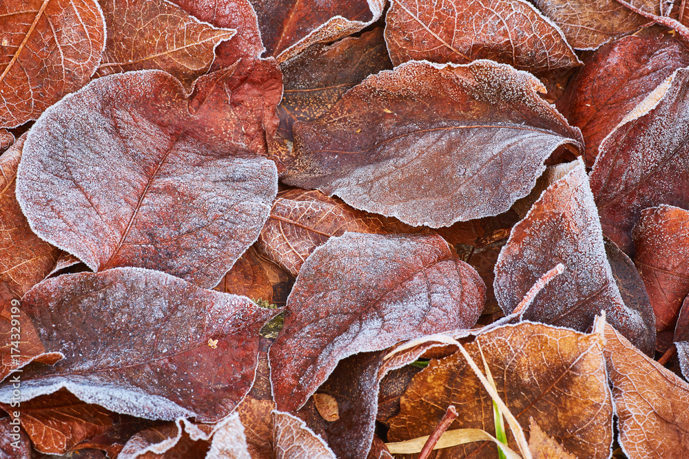 Autumn leaves covered in early morning frost Autumn leaves covered in early morning frost