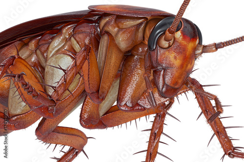 Принти на полотні Cockroach bug orange creeping beetle, close view. 3D rendering