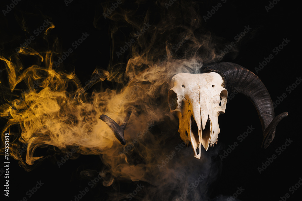 Obraz premium Ram skull with horns and yellow smoke
