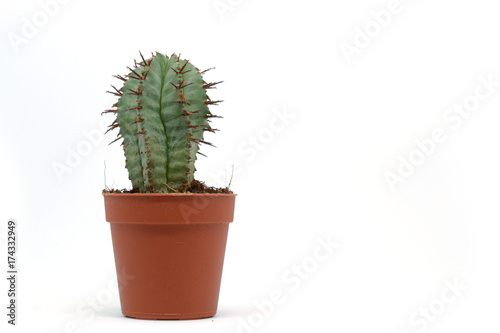 Succulent Cactus Plant