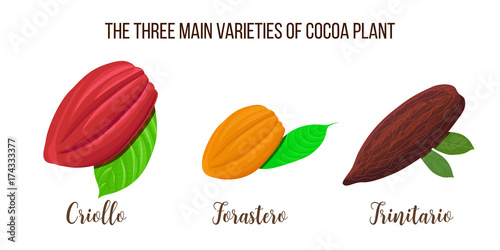 Set of Cocoa pods illustration. Criollo, forastero, trinitario types. realistic style. Vector illustration photo
