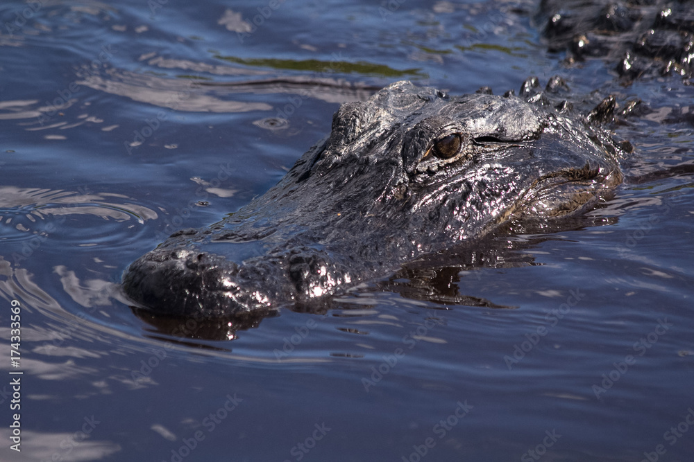 Alligator swimming in the murky waters of the Everglades National Park in Florida Alligator swimming in the murky waters of the Everglades National Park in Florida