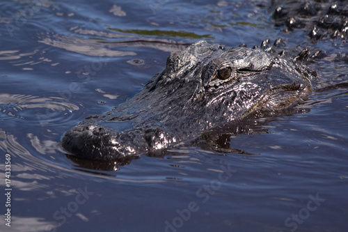 Alligator swimming in the murky waters of the Everglades National Park in Florida