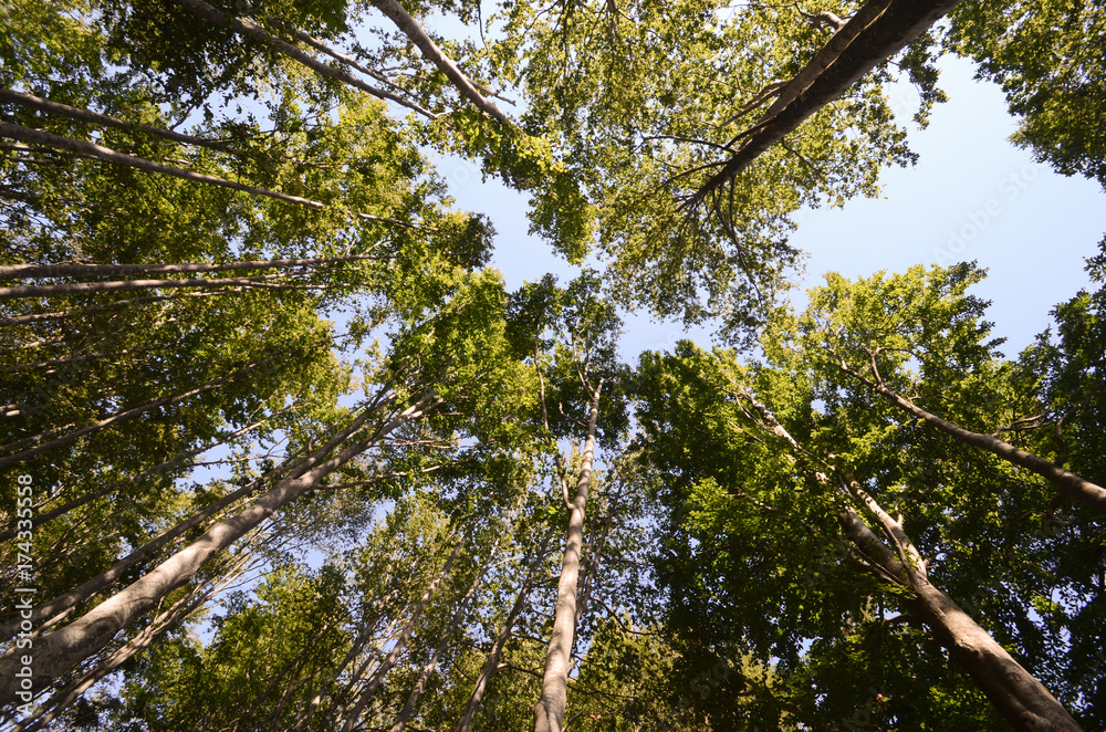 Fototapeta premium Alberi nel bosco - Appennino Tosco Emiliano
