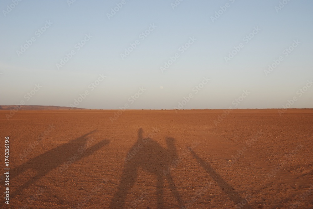 Fototapeta premium Camel Shadows