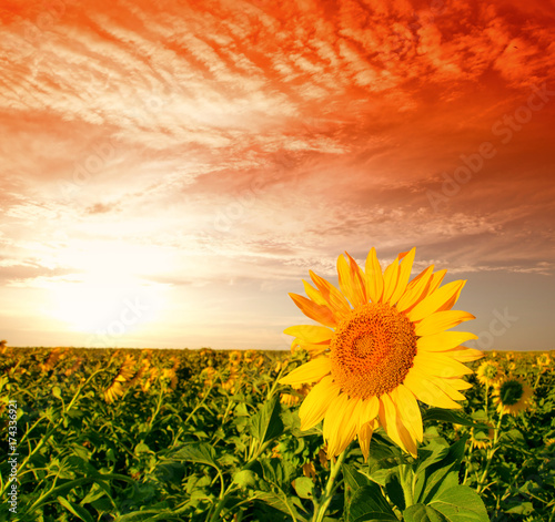 Fototapeta Naklejka Na Ścianę i Meble -  Beautiful sunflower