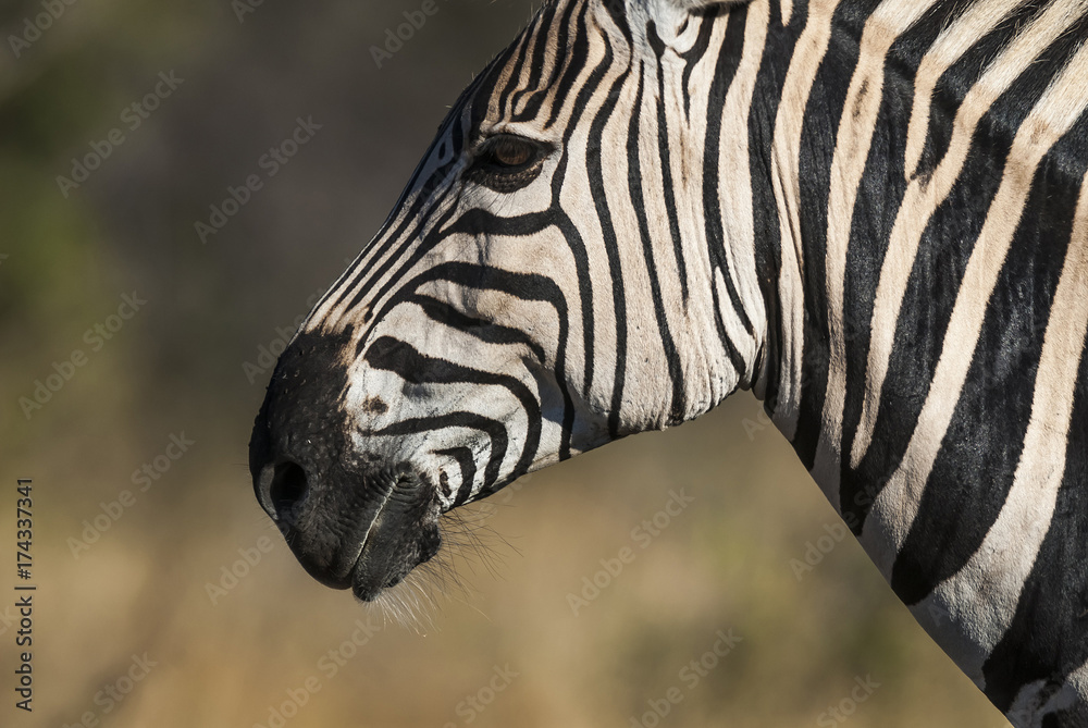 Naklejka premium Common Zebra, South, Africa