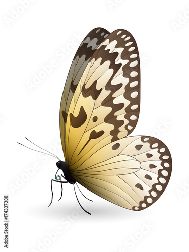 Beautiful butterfly isolated on a white background