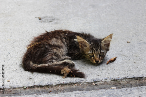 alone homeless, exhausted kitten on the street. photo