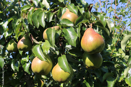 pear tree autumn