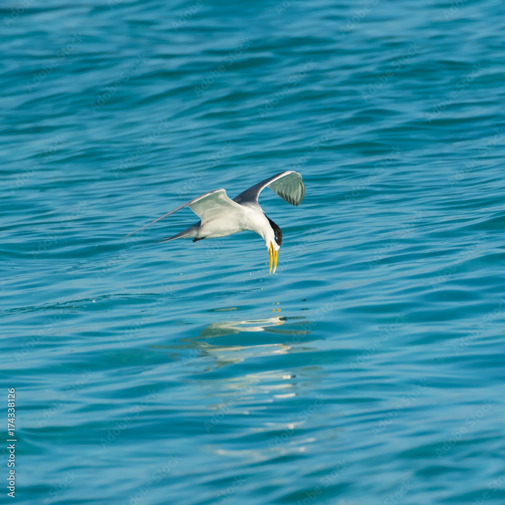 Bridled Tern, Onychoprion anaethetus, bird diving in the lagoon in French Polynesia, fishing
Bridled Tern, Onychoprion anaethetus, bird diving in the lagoon in French Polynesia, fishing