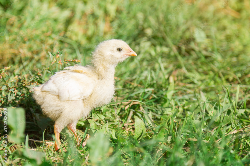 A sad little chick in the grass.