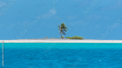  Desert island, motu, in French Polynesia, panorama with a coconut palm 
