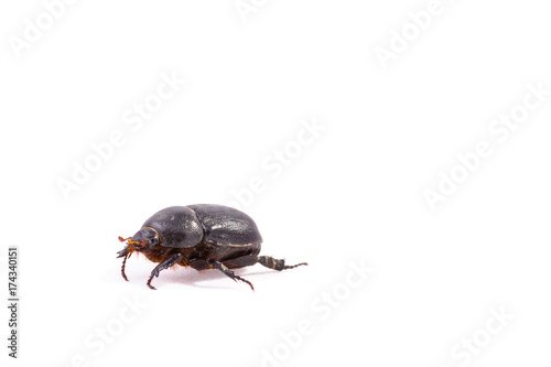 Melolontha bug isolated 2