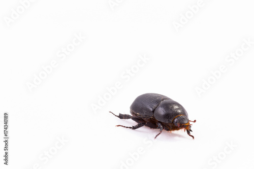 Melolontha bug isolated 4