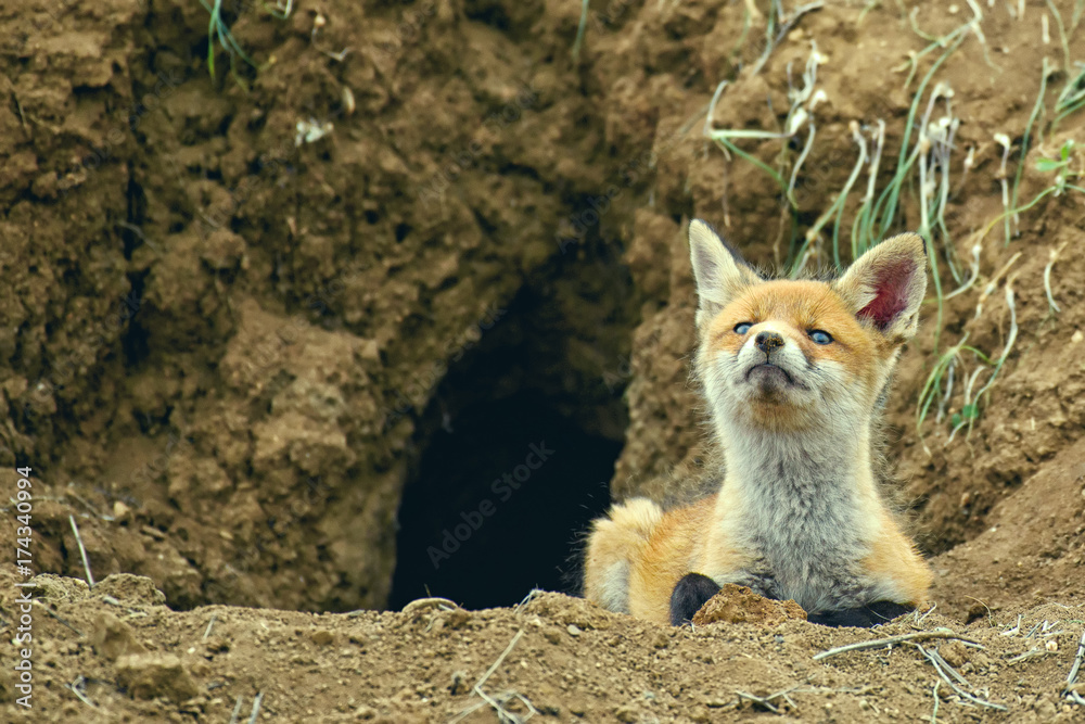 Little Fox lying near his hole and looking at the camera Little Fox lying near his hole and looking at the camera