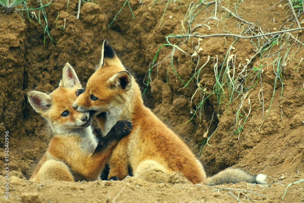 Fototapeta premium Two young Fox playing near his hole