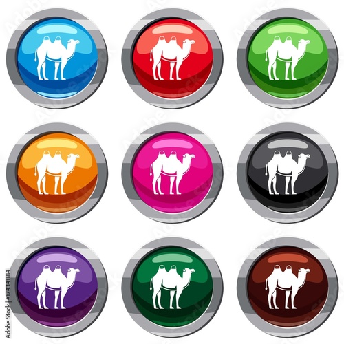 Camel set 9 collection