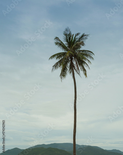 Palm trees on the shore of sea