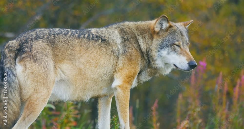 Close-up of beautiful grey wolf standing in the forest Stock Video ...