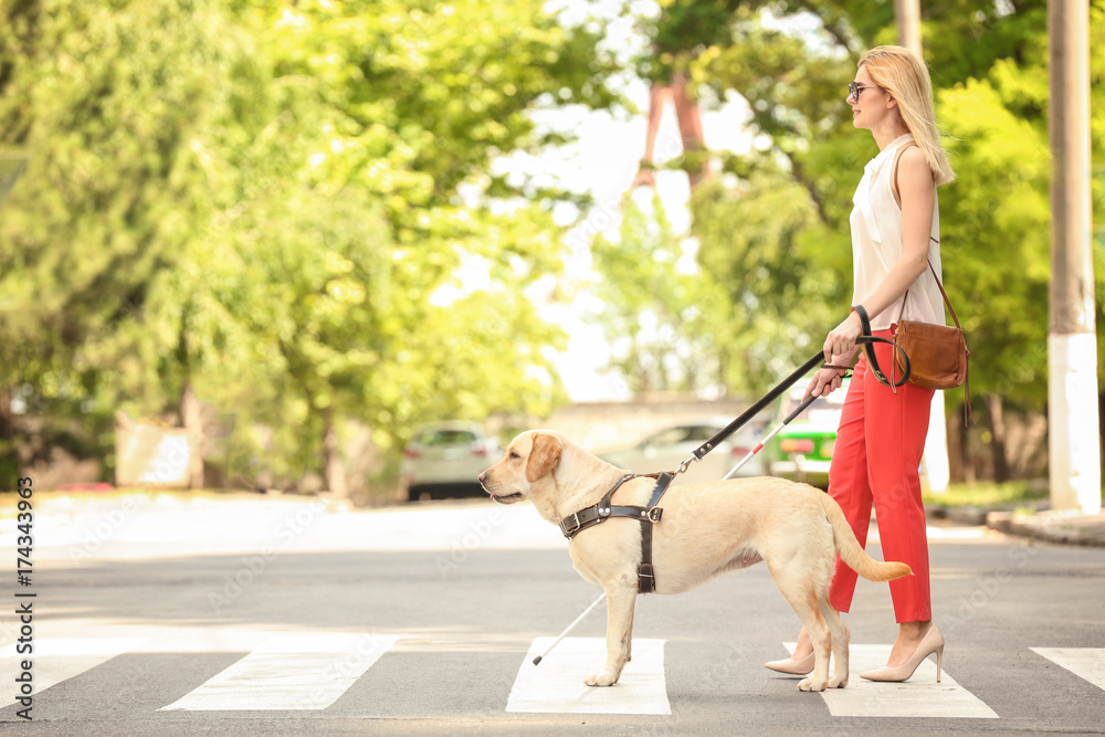 Obraz premium Guide dog helping blind woman on pedestrian crossing