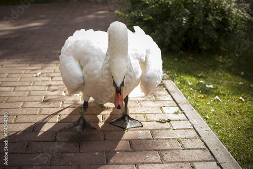 Fototapeta Naklejka Na Ścianę i Meble -  very evil white swan in a protective, frightening position wants to attack with a bite spreading its wings.