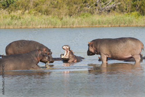 HIPPOPOTAMUS AMPHIBIUS  South Africa