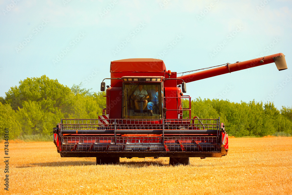 Fototapeta premium Combine harvester in field