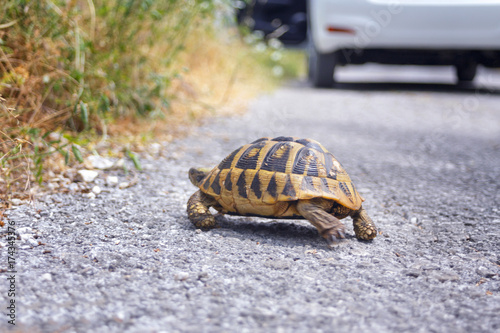 land tortoise on the road