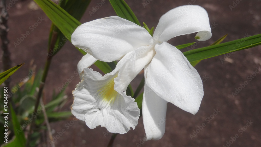 Fototapeta premium orquídea branca 