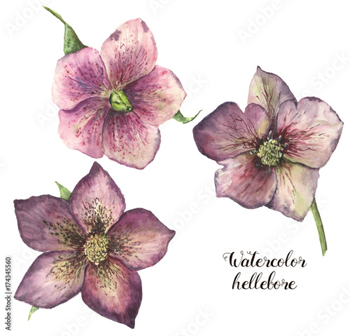 Watercolor hellebore flower set. Hand painted Christmas plant with leaves isolated on white background. Floral botanical clip art for design or print.