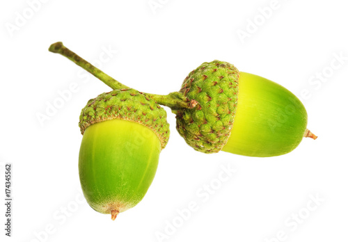 Green acorns on white background, isolated, closeup