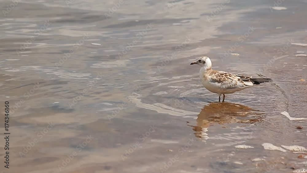Seagull Standing In Shallow Water On The Beach Seagull Standing In Shallow Water On The Beach