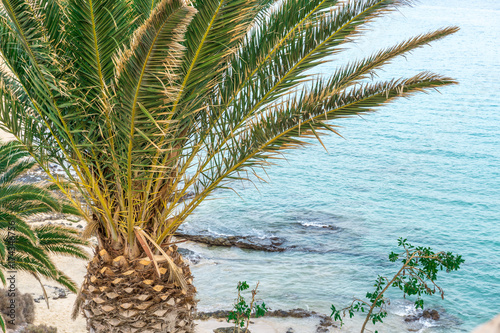 Palm trees in front of a beach and blue water