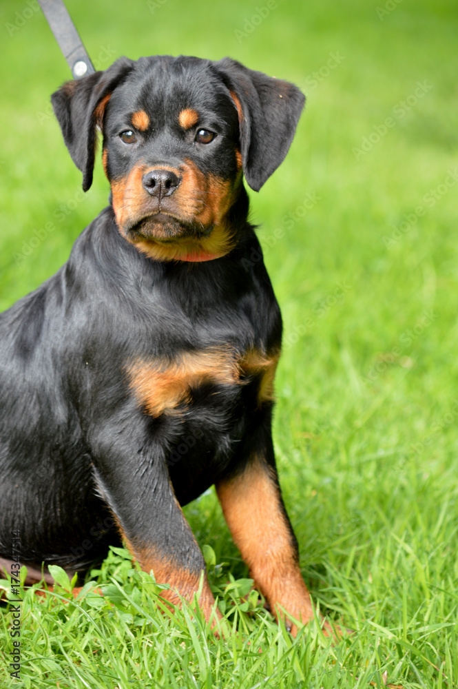 dog, rottweiler, animal, pet, black, rottweiler serbia dog, rottweiler, animal, pet, black, rottweiler serbia