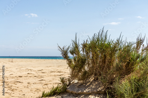 Beach with green shrubs and a blue sky
