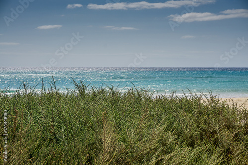 Beach with green shrubs and a blue sky