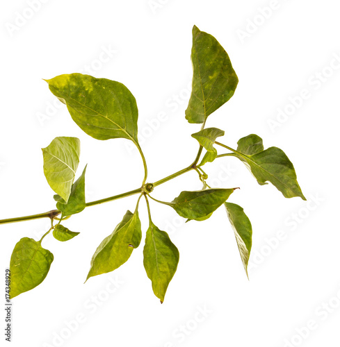 Bush of sweet pepper on a white isolated background. Space for text. Background.