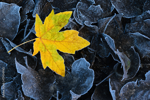 Golden Frosty Leaf