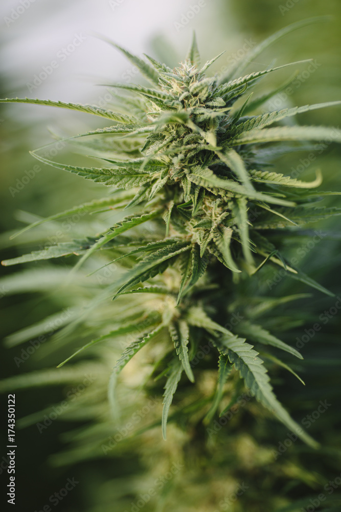 Sticky Bud Sticky Bud