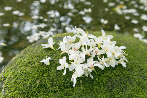 Delicate white flowers in a heart shape
