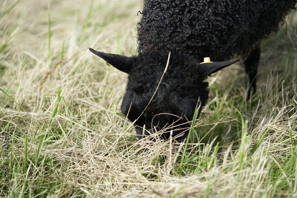 Black sheep grazing in the grass land of Amager Fælled fall/autumn 2017 Black sheep grazing in the grass land of Amager Fælled fall/autumn 2017