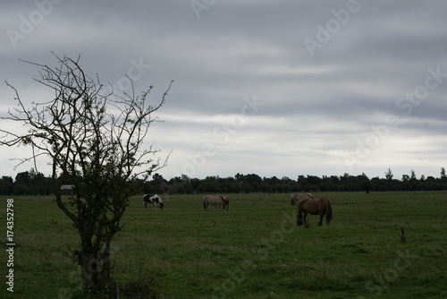 Free range horses horsing arround and grazing on the great grass land planes of Amager F  lled with dramatic grey sky shot fall autumn of 2017