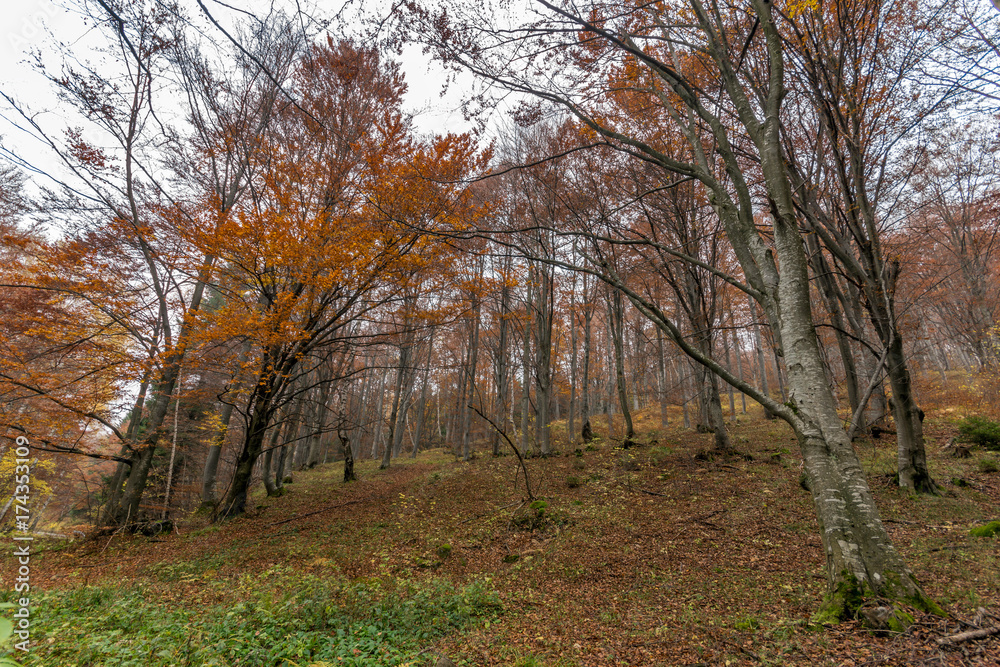 Autumn Landscape with yellow trees, Vitosha Mountain, Sofia City Region, Bulgaria