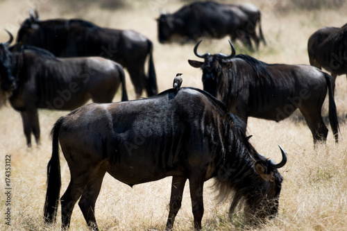 Fototapeta Naklejka Na Ścianę i Meble -  Wildebeest