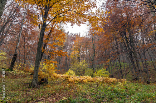 Autumn Landscape with yellow trees, Vitosha Mountain, Sofia City Region, Bulgaria