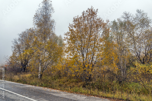 Autumn Landscape with yellow trees, Vitosha Mountain, Sofia City Region, Bulgaria