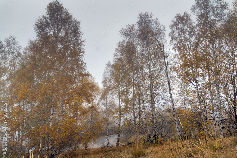 Autumn Landscape with yellow trees, Vitosha Mountain, Sofia City Region, Bulgaria Autumn Landscape with yellow trees, Vitosha Mountain, Sofia City Region, Bulgaria