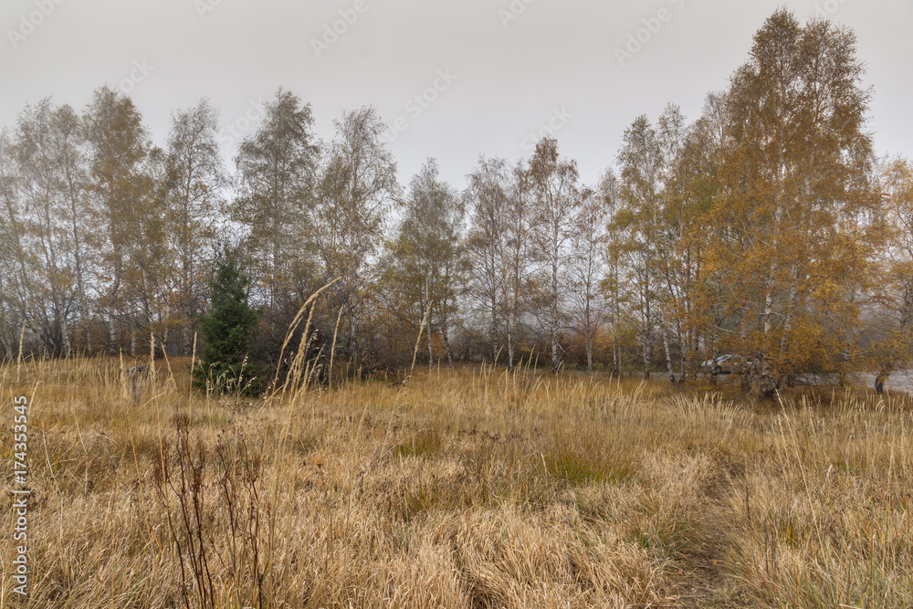 Autumn Landscape with yellow trees, Vitosha Mountain, Sofia City Region, Bulgaria Autumn Landscape with yellow trees, Vitosha Mountain, Sofia City Region, Bulgaria